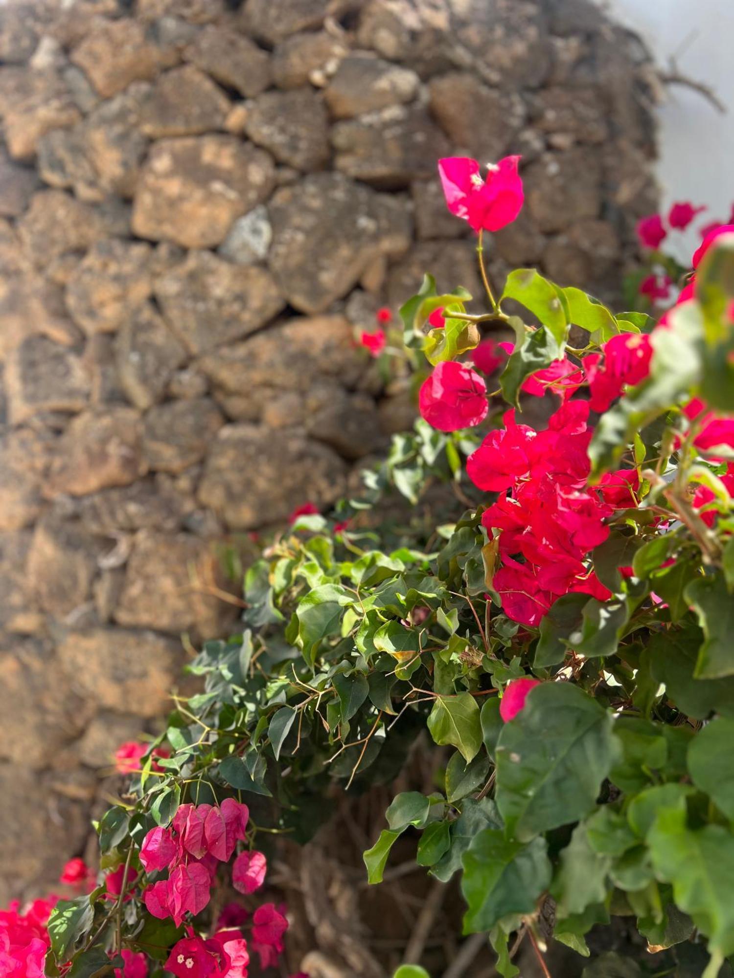 Oasis En Lanzarote Villa Costa Teguise Exteriör bild